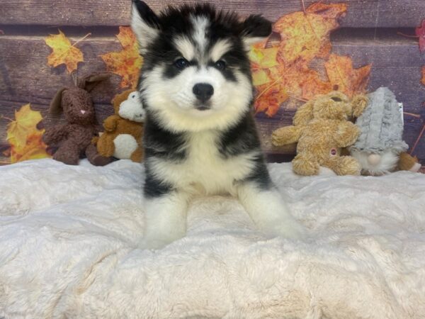 [#26951] Black and White Male Siberian Husky Puppies For Sale