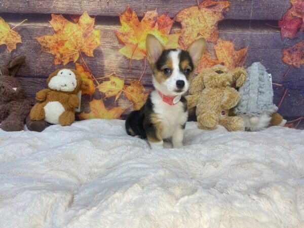 [#26956] Black and Tan Female Pembroke Welsh Corgi Puppies For Sale