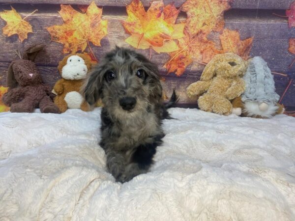 [#26735] Merle Male F1B Mini Goldendoodle Puppies For Sale
