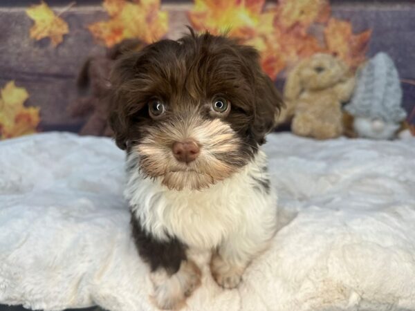 [#26953] Chocolate Male Havanese Puppies For Sale