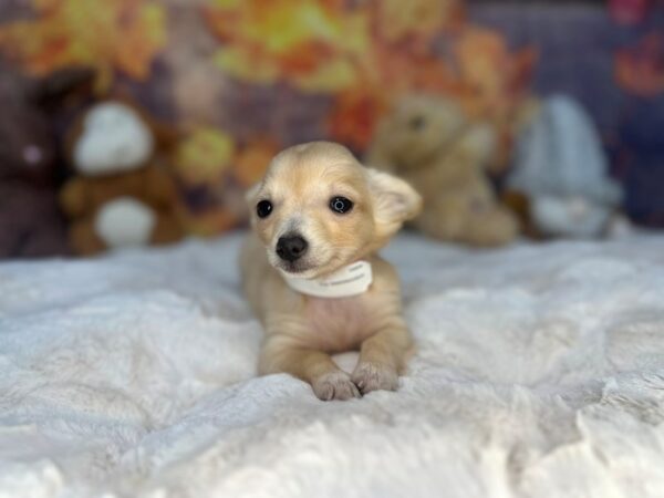 [#26957] Fawn Female Chihuahua Puppies For Sale