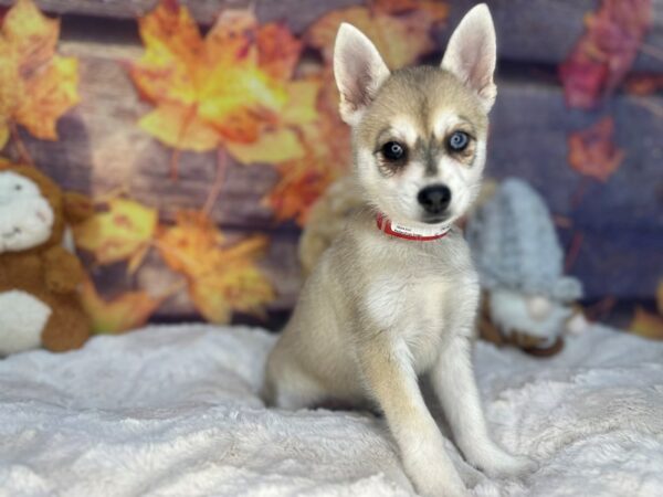 [#26965] Fawn / White Female Alaskan Klee Kai Puppies For Sale