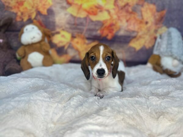 [#26959] Fawn Female Dachshund Puppies For Sale