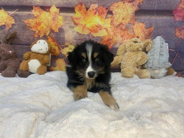 [#26967] Tri-Color Male Miniature Australian Shepherd Puppies For Sale
