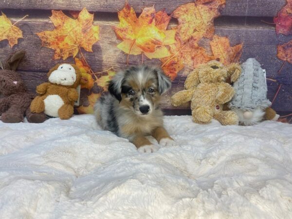 [#26966] Blue Merle Male Miniature Australian Shepherd Puppies For Sale