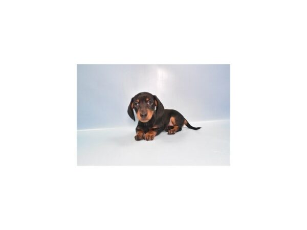[#26978] Black and Tan Male Dachshund Puppies For Sale