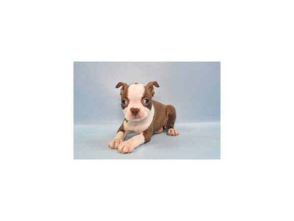 [#26974] Seal and White Female Boston Terrier Puppies For Sale