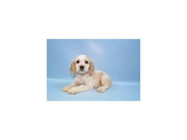 [#26977] Buff and White Female Cocker Spaniel Puppies For Sale