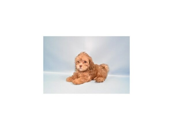 [#26970] Café Female Poodle/Shih Tzu Puppies For Sale