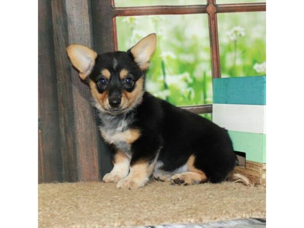 [#26989] Black / Tan Female Cowboy Corgi Puppies For Sale