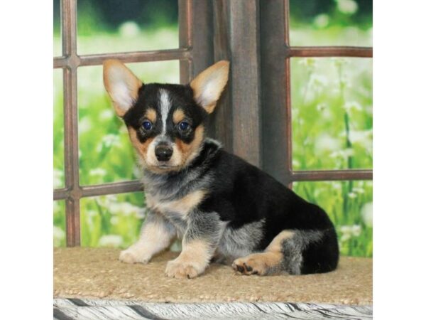 [#26990] Black Tan / White Male Cowboy Corgi Puppies For Sale