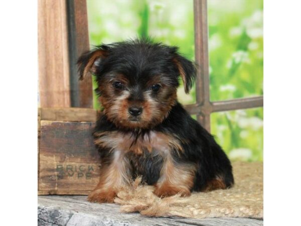 [#26985] Black / Tan Female Yorkshire Terrier Puppies For Sale