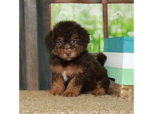 [#26988] Chocolate / Tan Female Labradoodle Mini 2nd Gen Puppies For Sale