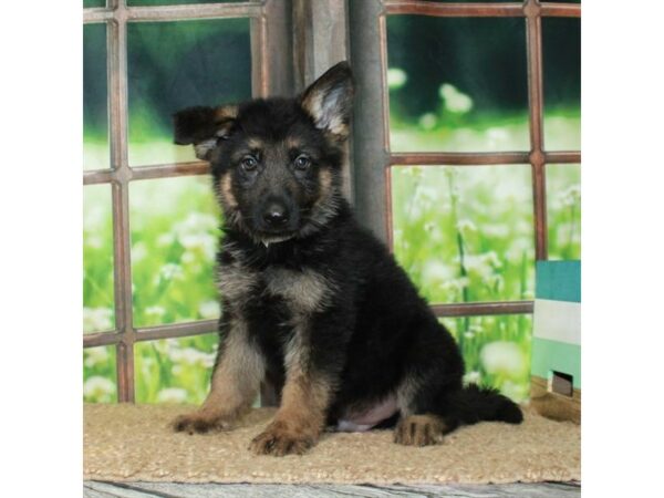 [#26986] Black / Tan Male German Shepherd Dog Puppies For Sale