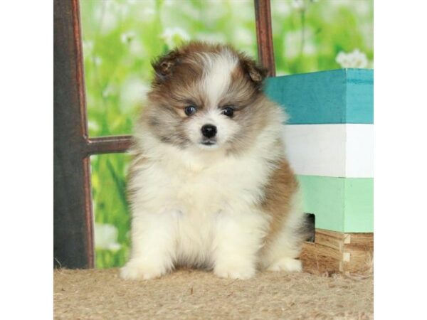 [#26984] Red Merle Male Pomeranian Puppies For Sale