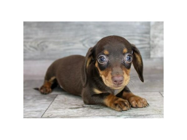[#26980] Chocolate / Tan Female Dachshund Puppies For Sale