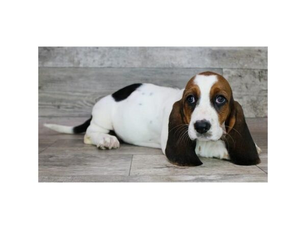 [#26979] Black Tan / White Female Basset Hound Puppies For Sale