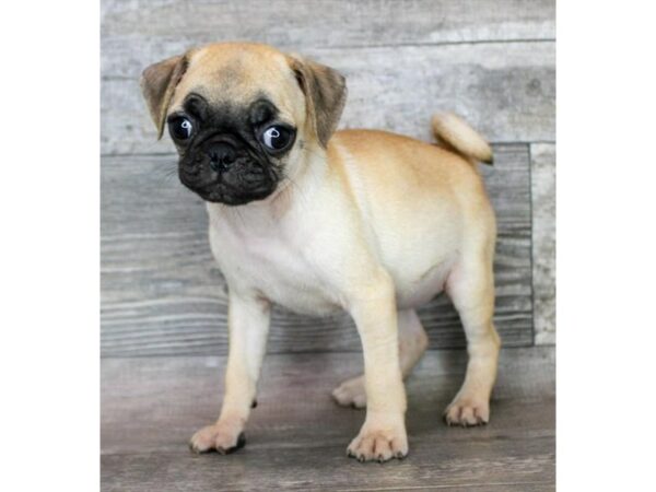 [#26982] Fawn Female Pug Puppies For Sale