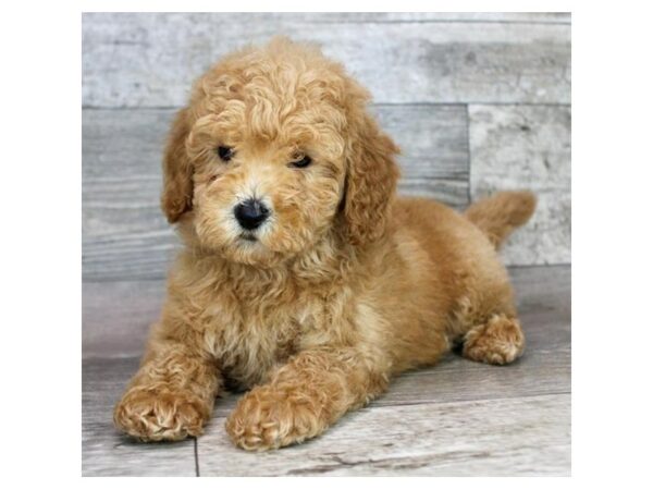 [#26983] Apricot Male F1B Mini Goldendoodle Puppies For Sale