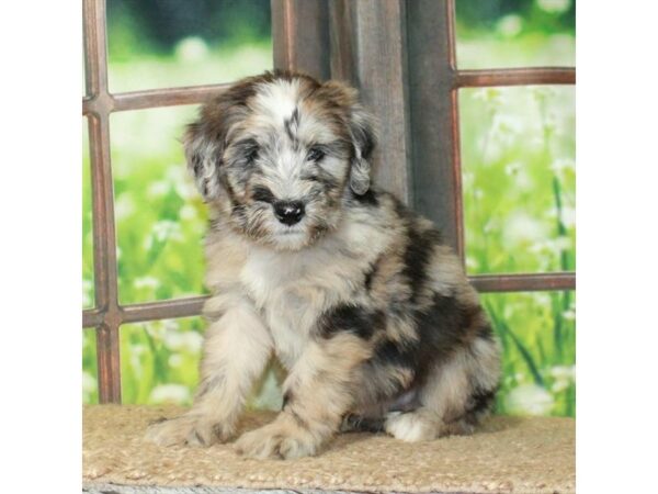 [#26987] Red Merle Male Soft Coated Wheaten Terrier/Old English Sheepdog Puppies For Sale