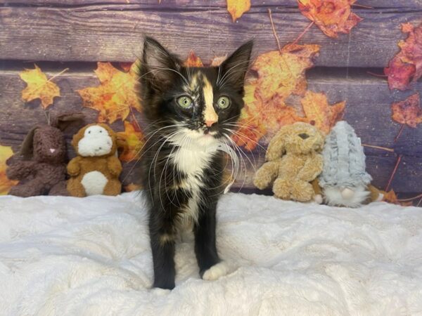 [#26969] Calico Female Maine Coon Kittens For Sale