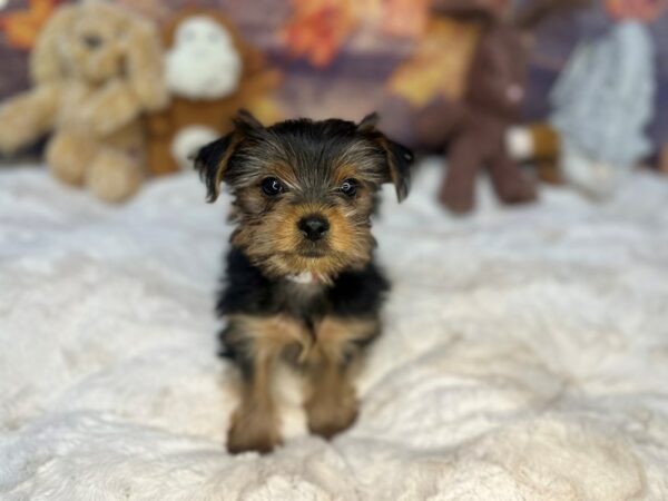 [#26985] Black / Tan Female Yorkshire Terrier Puppies For Sale