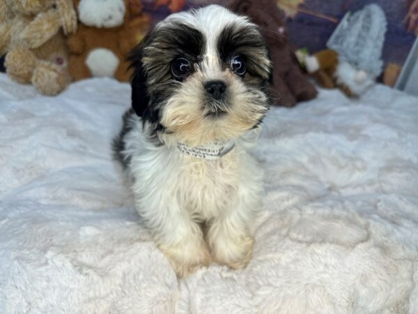 [#26991] Female Shih Tzu Puppies For Sale