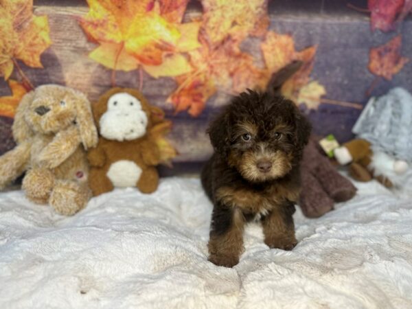 [#26988] Chocolate / Tan Female F1B Mini Labradoodle Puppies For Sale