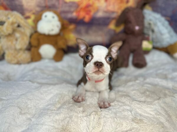 [#26974] Seal and White Female Boston Terrier Puppies For Sale