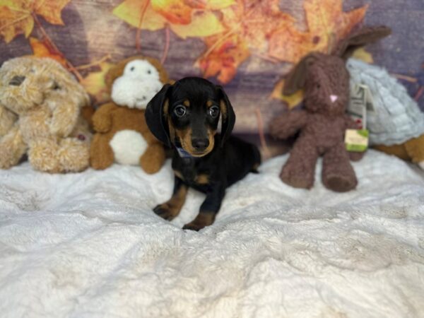[#26978] Black and Tan Male Dachshund Puppies For Sale