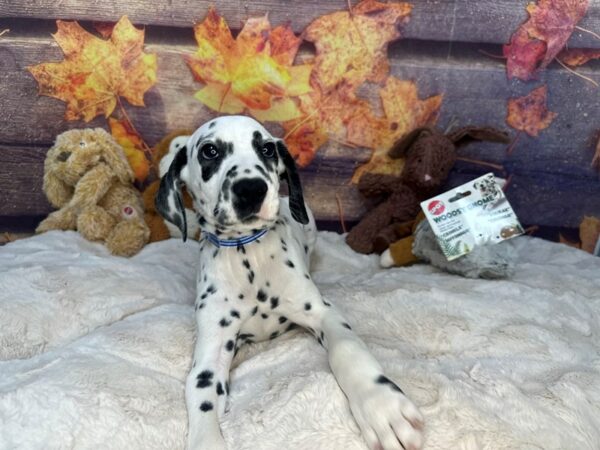 [#26971] White and Black Male Dalmatian Puppies For Sale