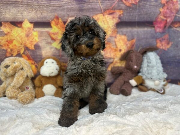 [#26973] Merle Male Miniature Australian Shepherd/Poodle Puppies For Sale