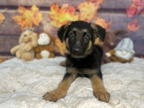 [#26986] Black / Tan Male German Shepherd Dog Puppies For Sale