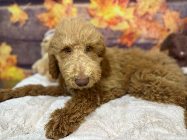 [#26994] Male F1B Goldendoodle Puppies For Sale