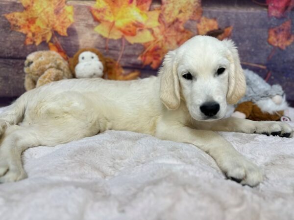 [#26993] Male Golden Retriever Puppies For Sale