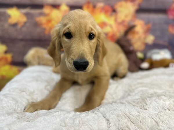 [#26996] Male Golden Retriever Puppies For Sale