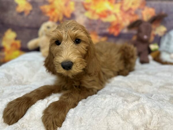 [#26992] Golden Female F1B Goldendoodle Puppies For Sale