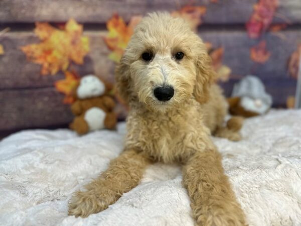 [#26995] Male F1B Goldendoodle Puppies For Sale