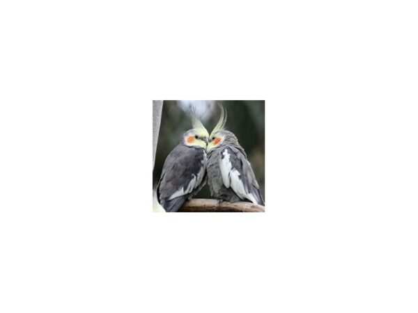 [#13] Cockatiel Birds For Sale
