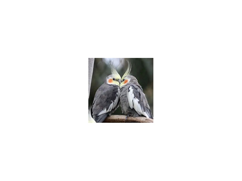 Cockatiel - 13 Image #1