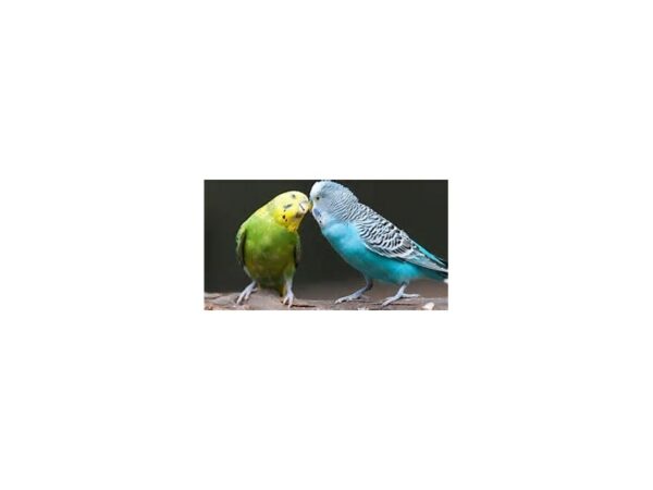 [#11] Assorted Fancy and Hand Tamed Parakeets Birds For Sale