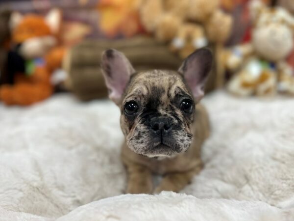 [#26884] Red Merle Female French Bulldog Puppies For Sale