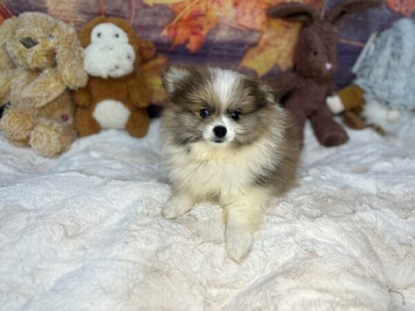 [#26984] Red Merle Male Pomeranian Puppies For Sale