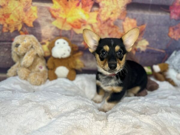 [#26989] Black / Tan Female Cowboy Corgi Puppies For Sale