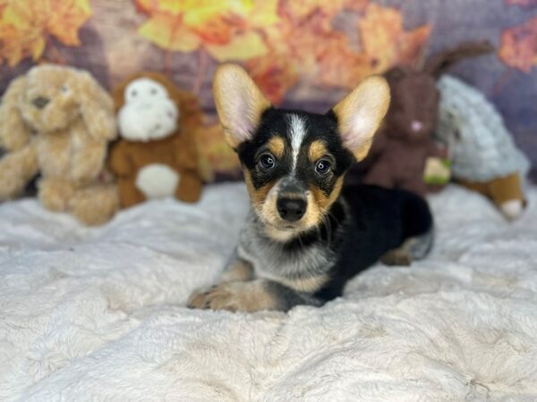 [#26990] Black Tan / White Male Cowboy Corgi Puppies For Sale