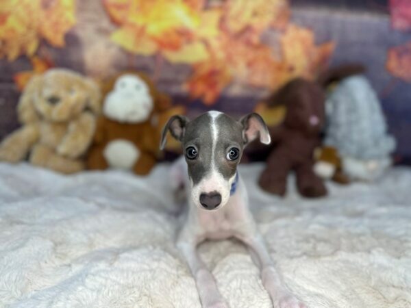 [#26972] Blue Male Italian Greyhound Puppies For Sale