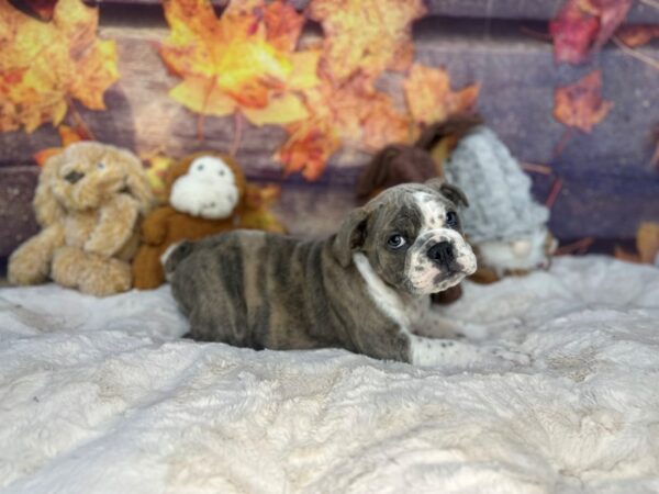 [#26975] Blue Female English Bulldog Puppies For Sale