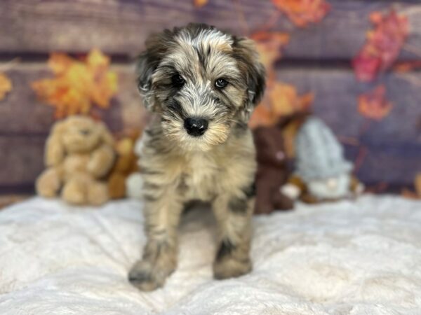 [#26987] Red Merle Male Soft Coated Wheaten Terrier/Old English Sheepdog Puppies For Sale