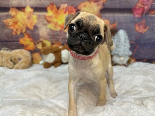 [#26982] Fawn Female Pug Puppies For Sale