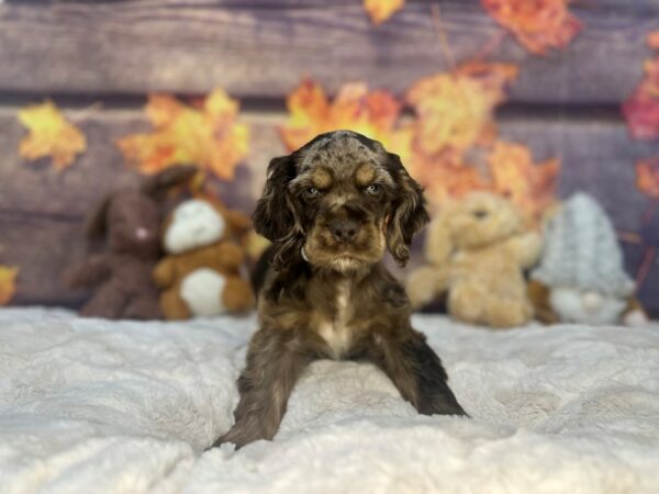 [#26958] Red Roan Male Cocker Spaniel Puppies For Sale